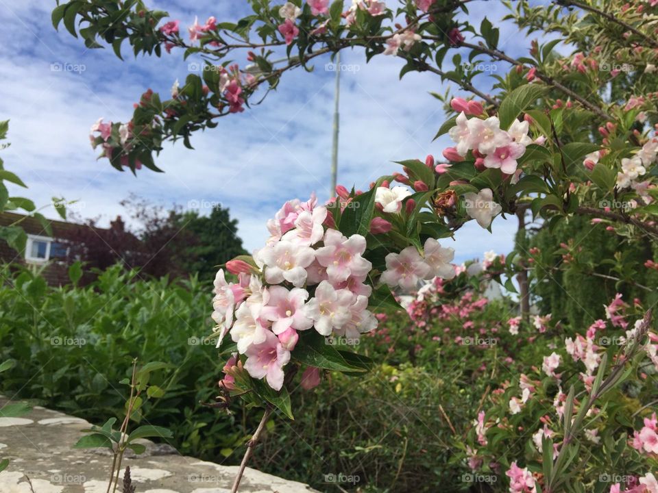 spring. flowers. beauty