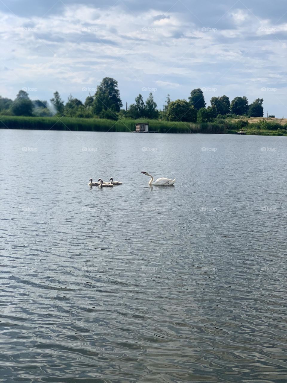 swans
