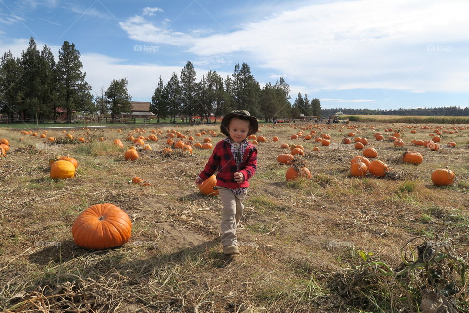 A little boy intent on finding the perfect pumpkin in a Central Oregon pumpkin patch on a fall day. 