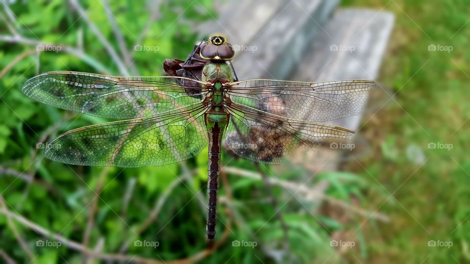 Elevated view of Dragonfly