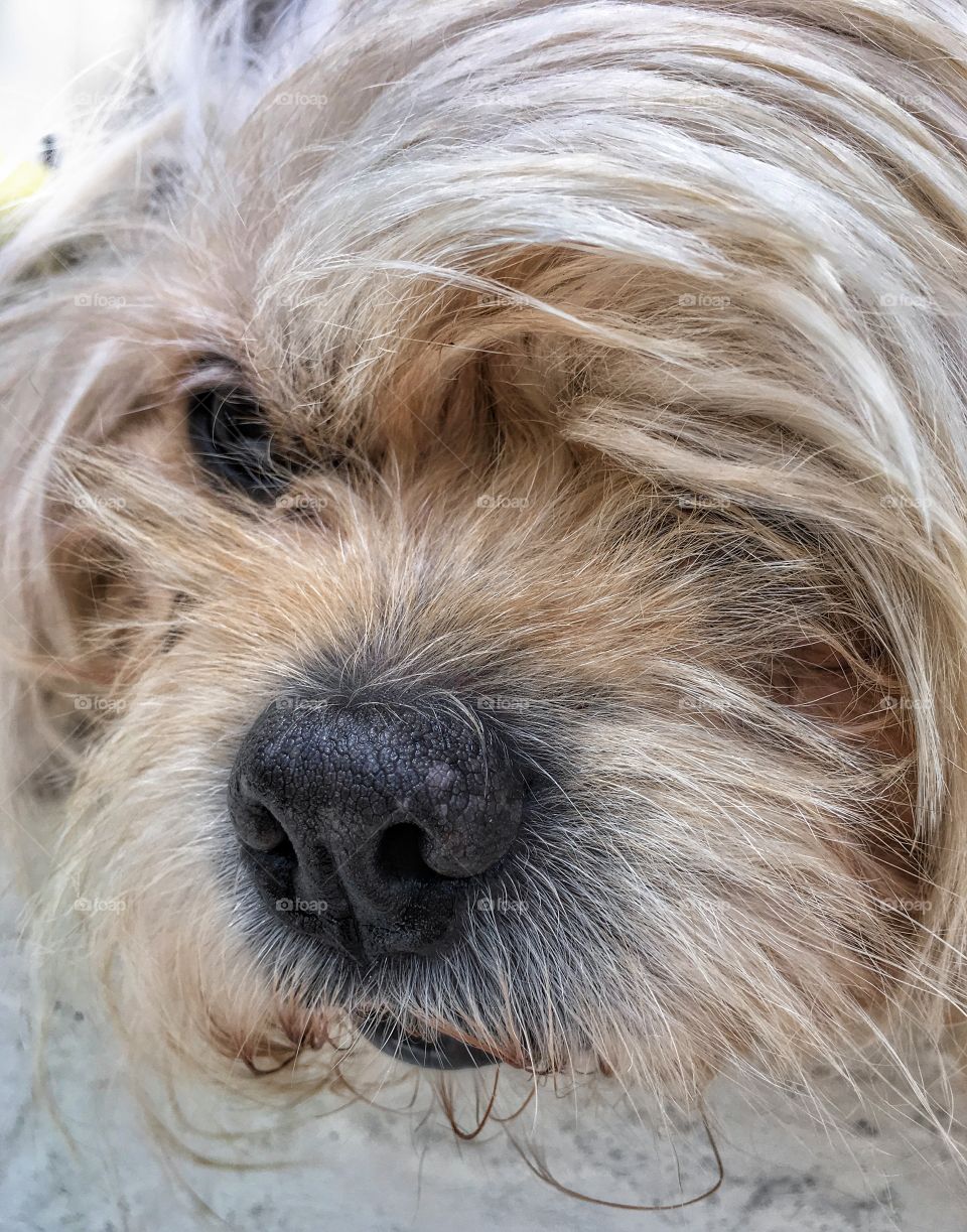 Close up of dog