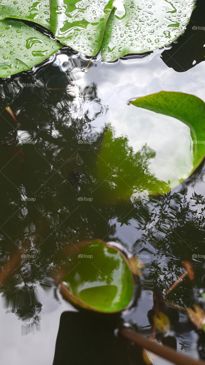 pond of water Lily in my garden
