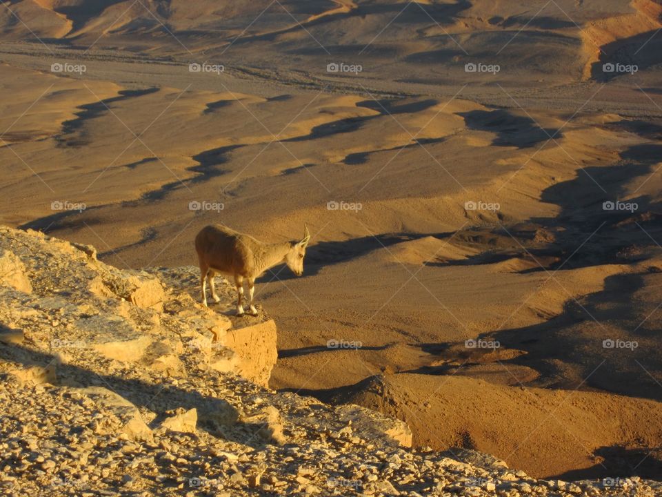 mitzpe ramon desert