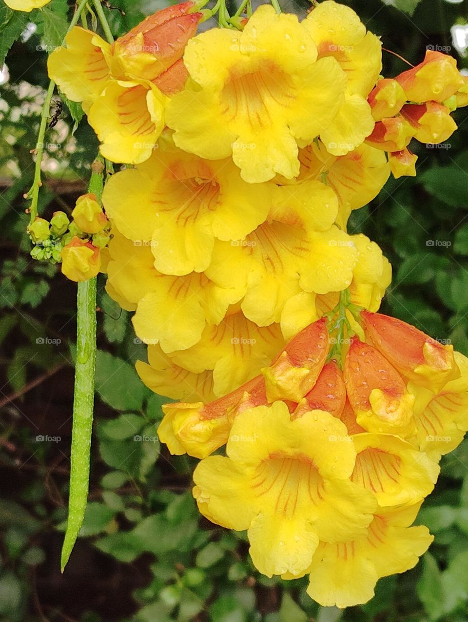 yellow flower seasonal fresh shurb small size looks very beautiful generally found everywhere