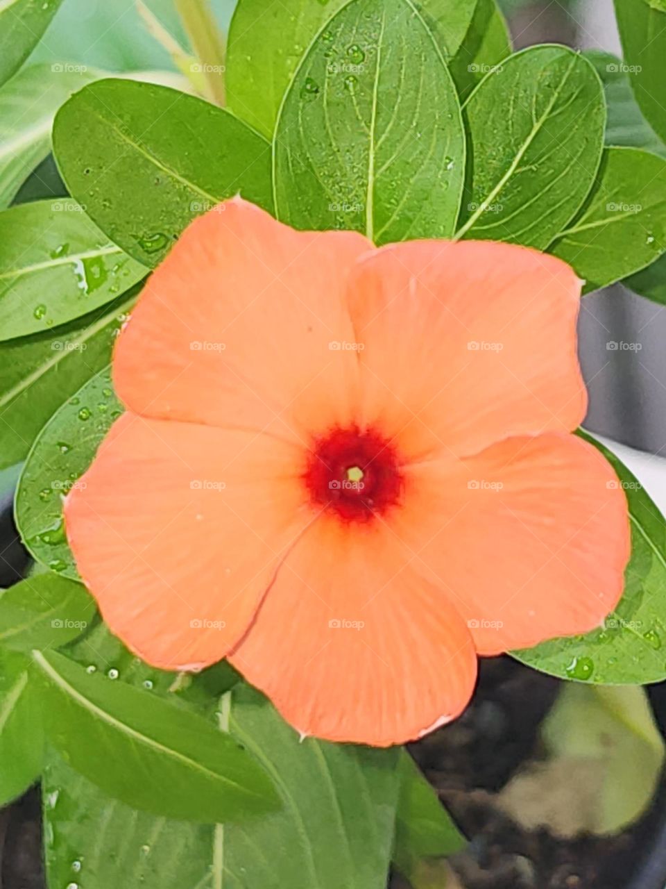 orange vinca
