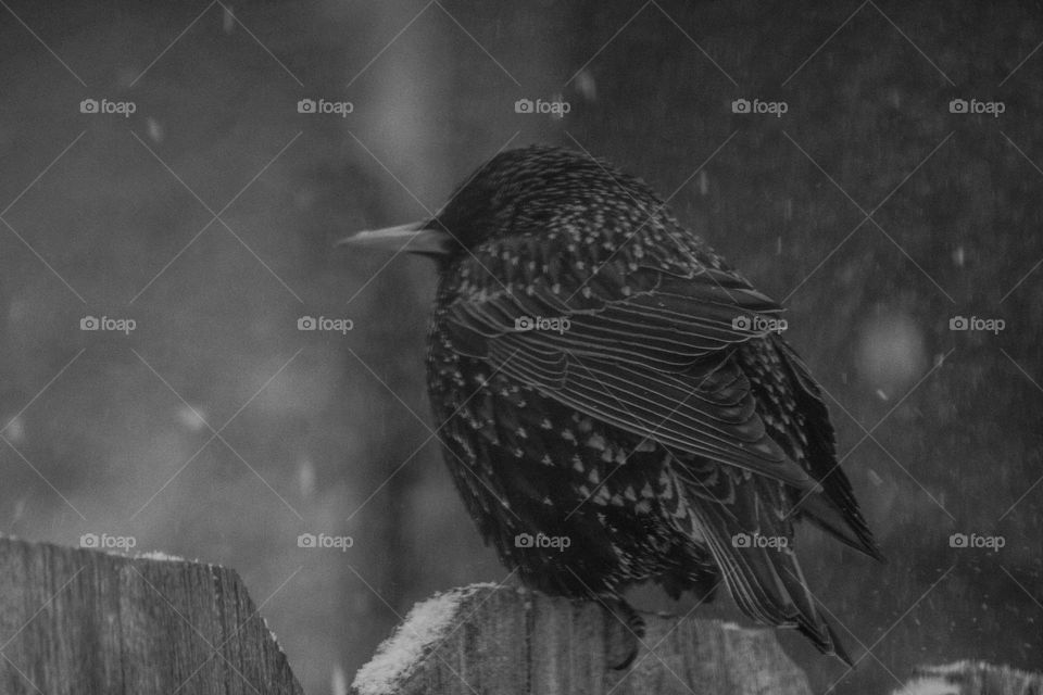 black and white bird sitting on a snow covered fence in the middle of a snowstorms