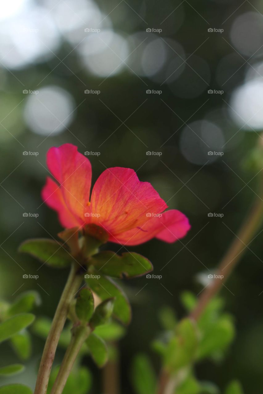 Flower and bokeh