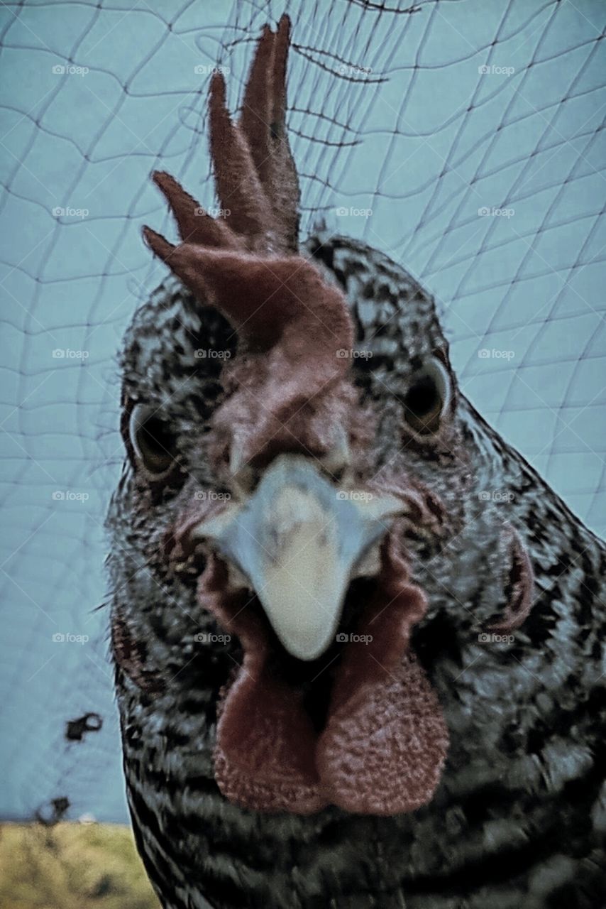 hen stare