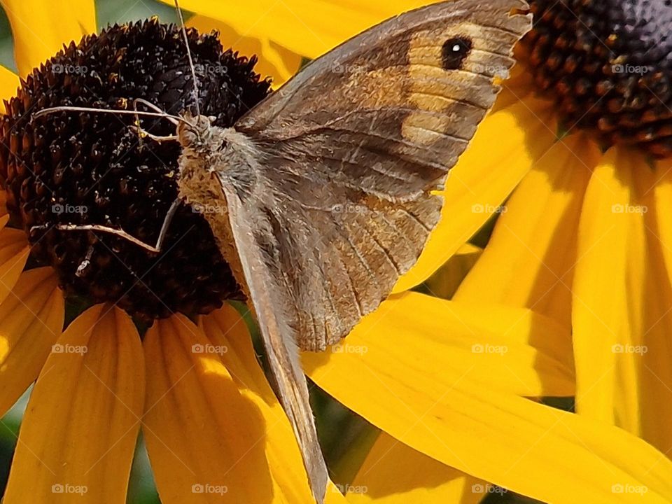 Butterfly on flower