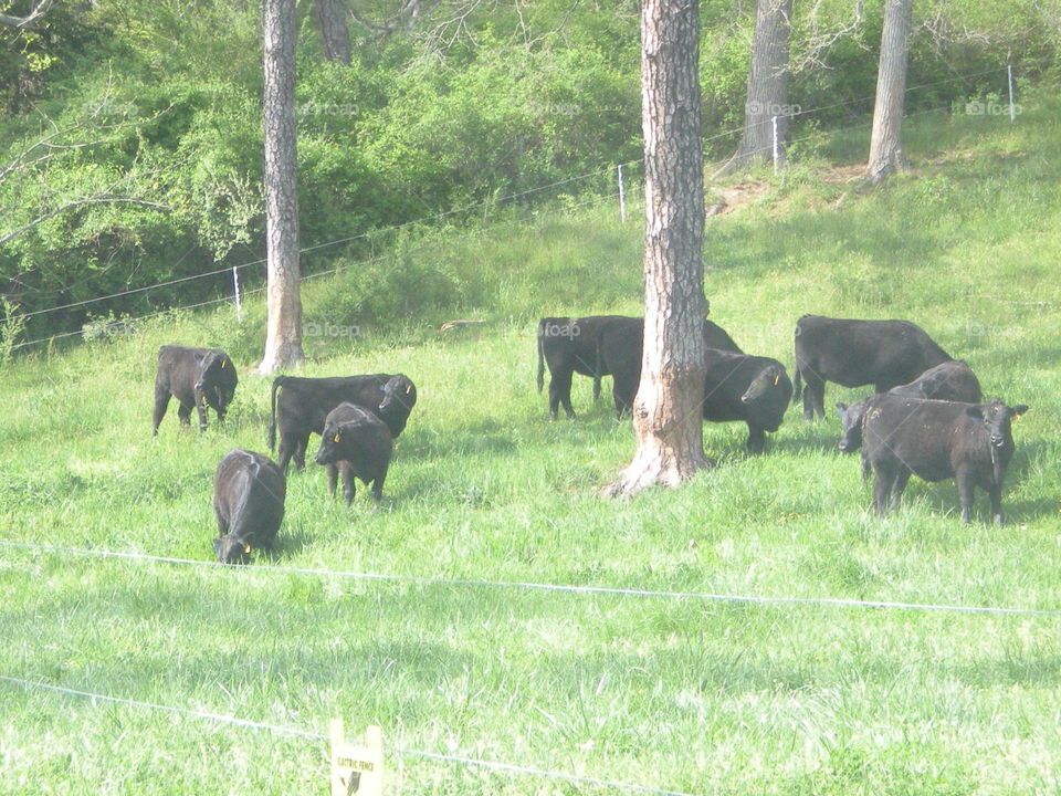 angus cows . Biltmore Estate farm 
