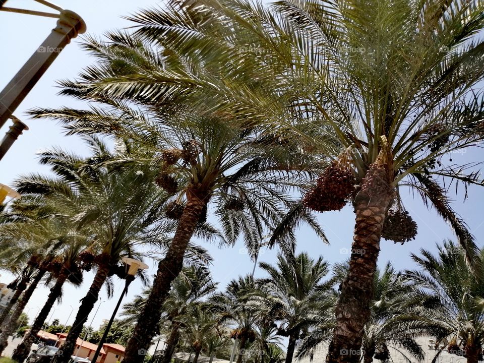 Beautiful palm trees full of dates in the offering season amid the clear blue sky