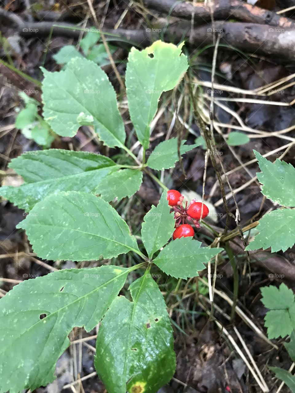 American ginseng plant with bright red berries. 