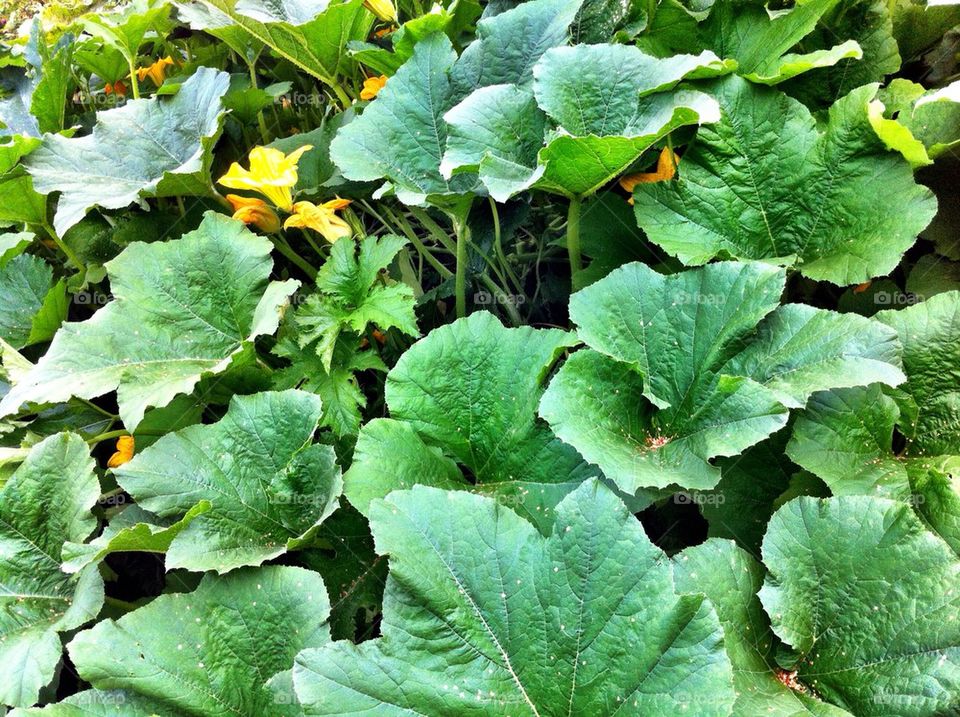 Green leaves of pumpkin plants.