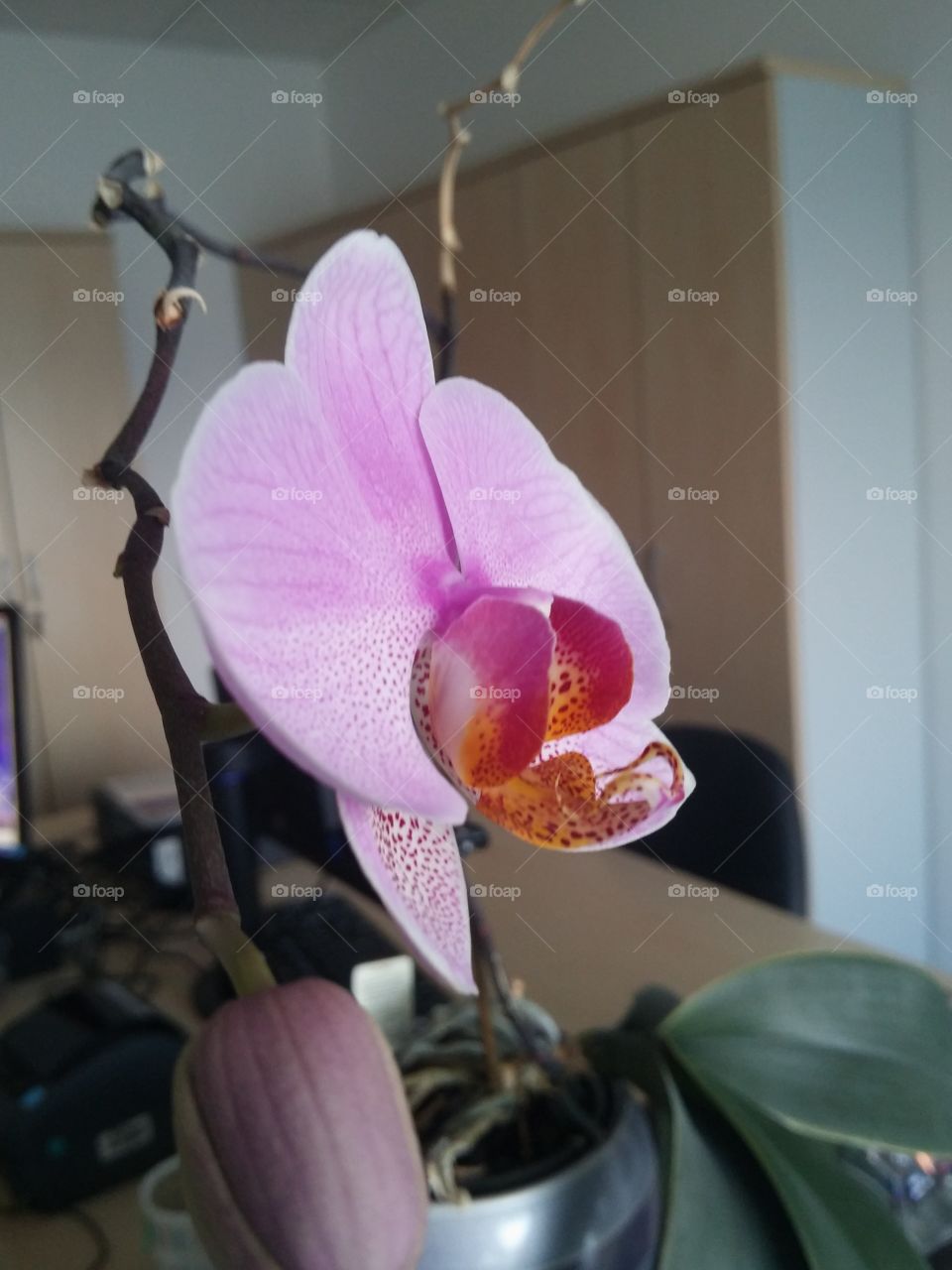 Orchid in office