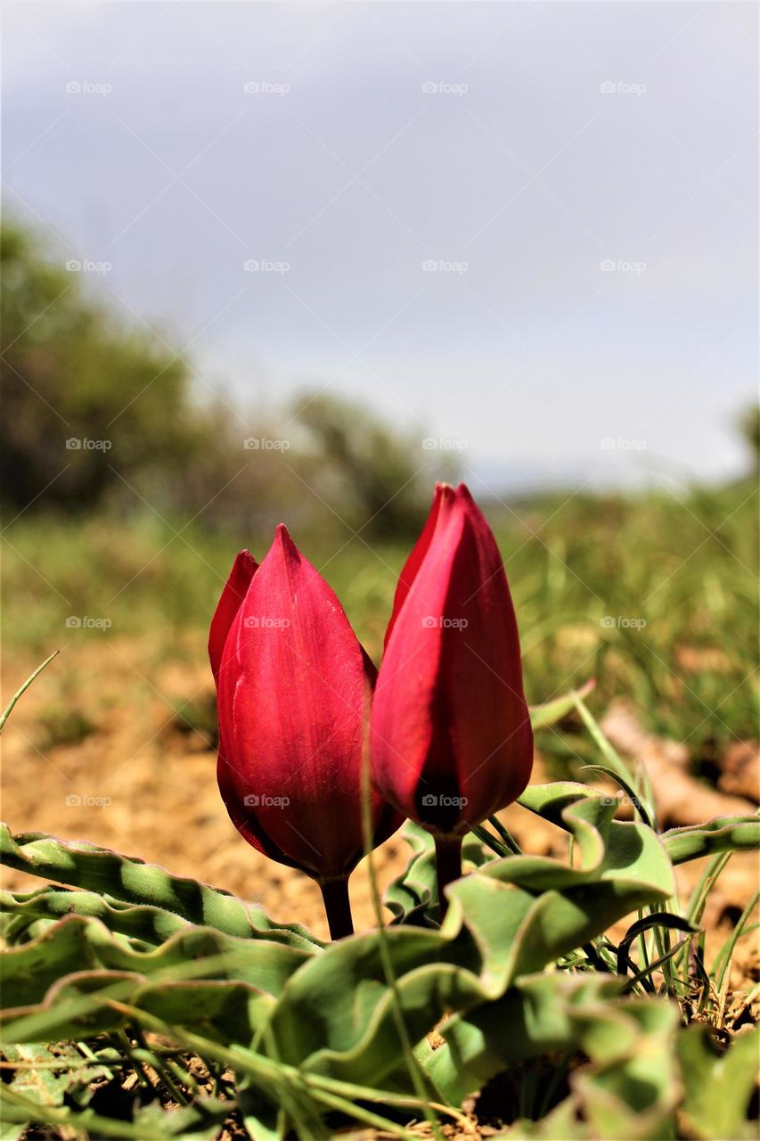 a red couple flower fwithin a forest in Kharaghan, Iran