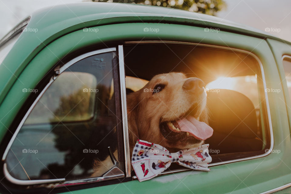 Dog at Sunset