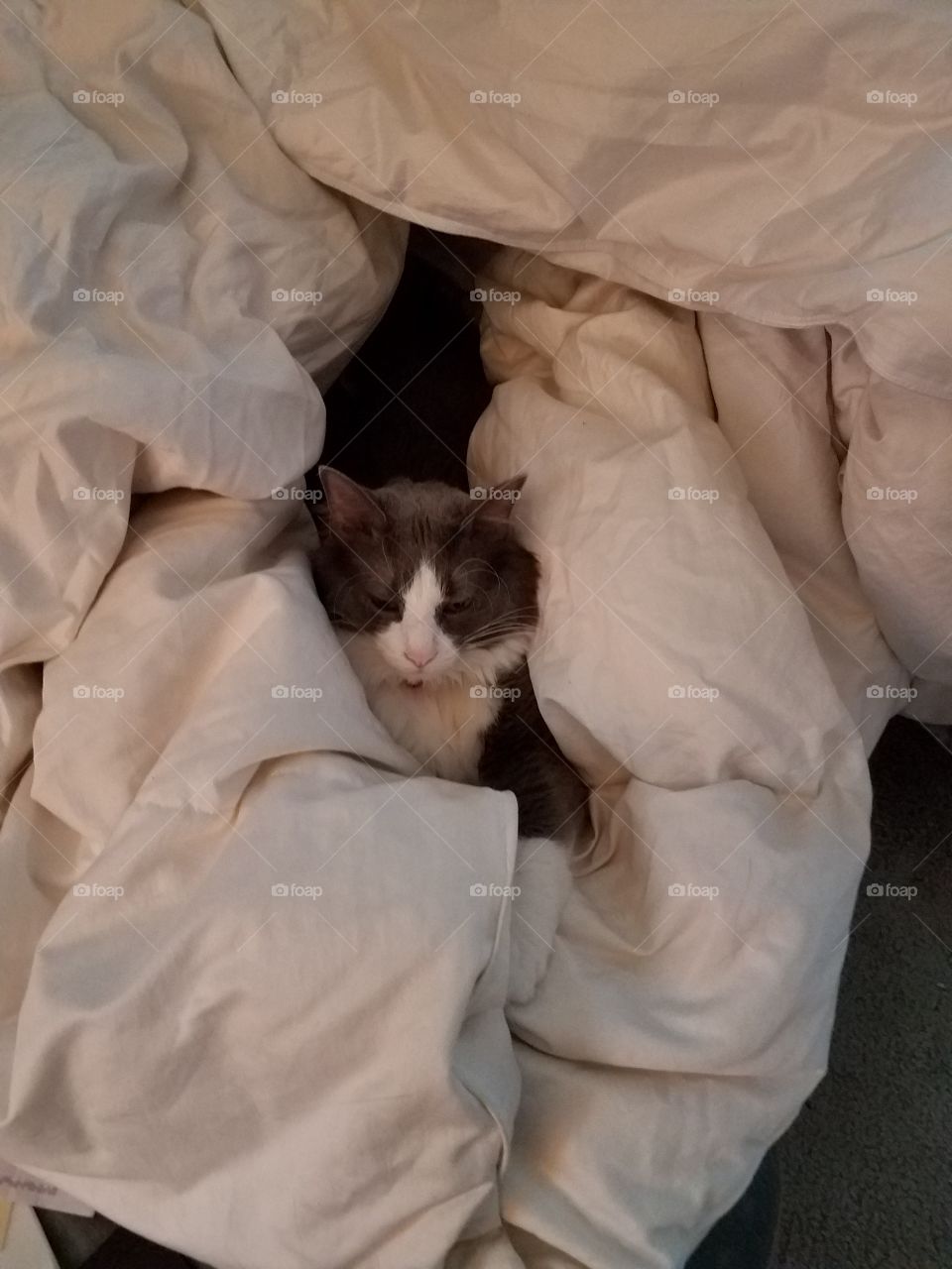 Cat In a Blanket