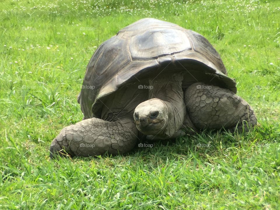 Big  Turtle at Zoo