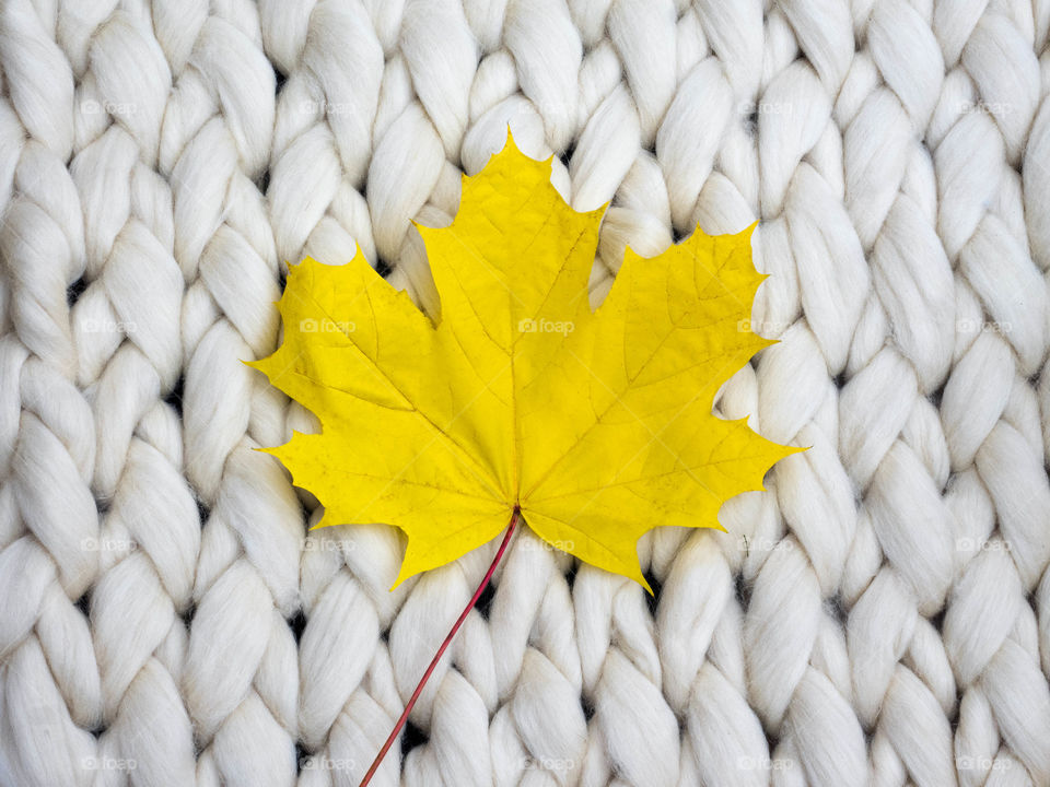 Autumn leaf on wool merino blanket. Knit background.