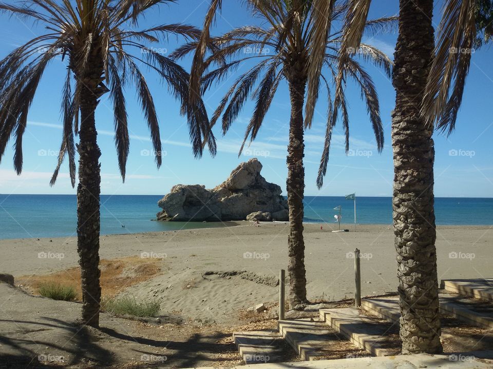 Palm trees on long bay island