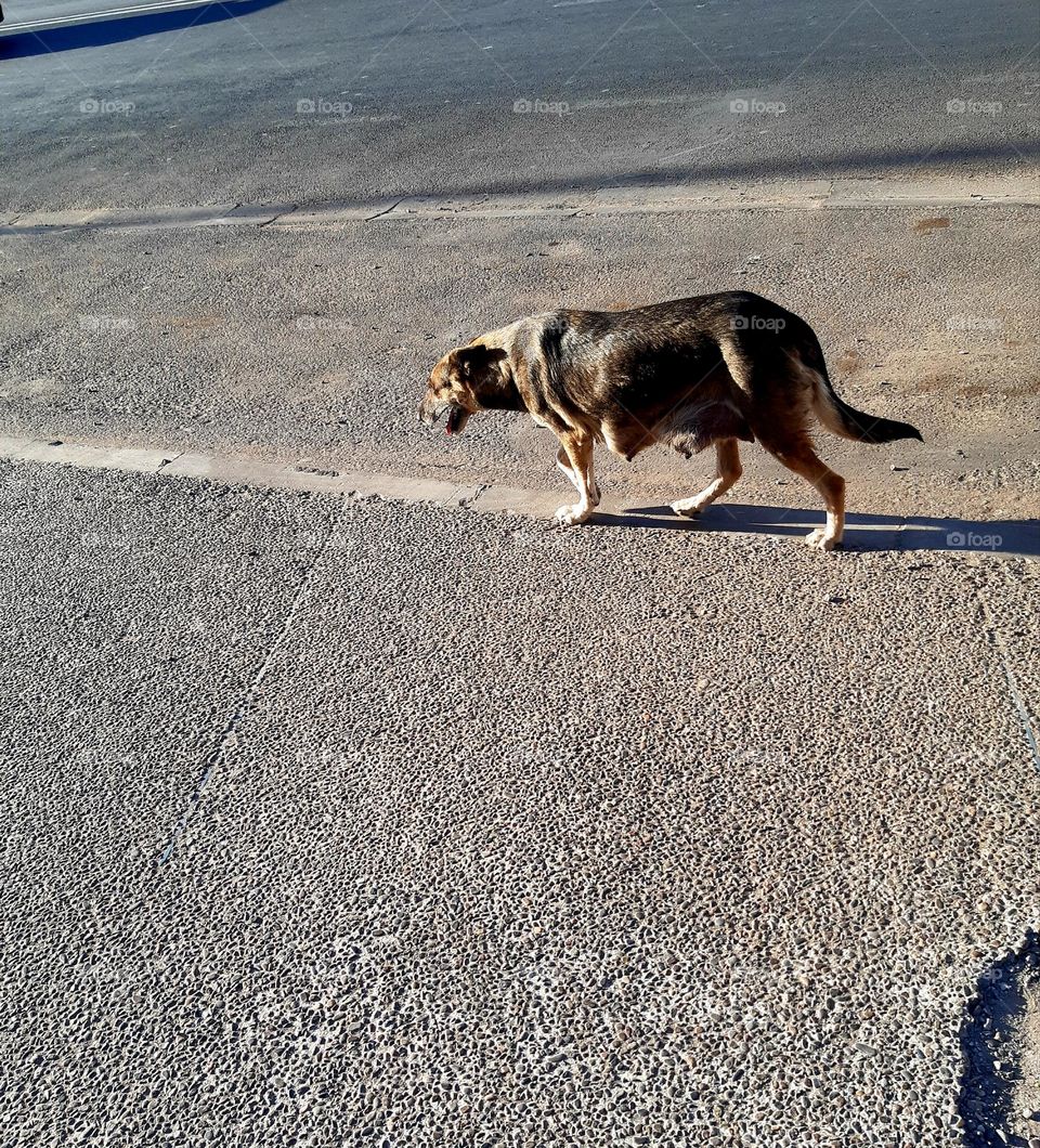A stray dog walks alone on a sunlit sidewalk in Marrakech, casting a long shadow on the rough pavement. The warm tones of the scene highlight the resilience of street animals. (January 1, 2025)