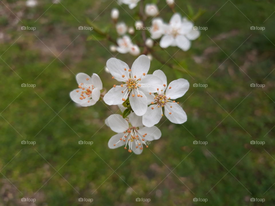 White flowers , spring