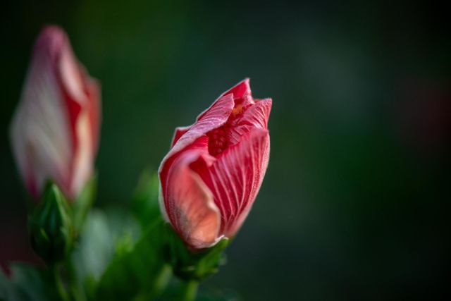The Red Bud