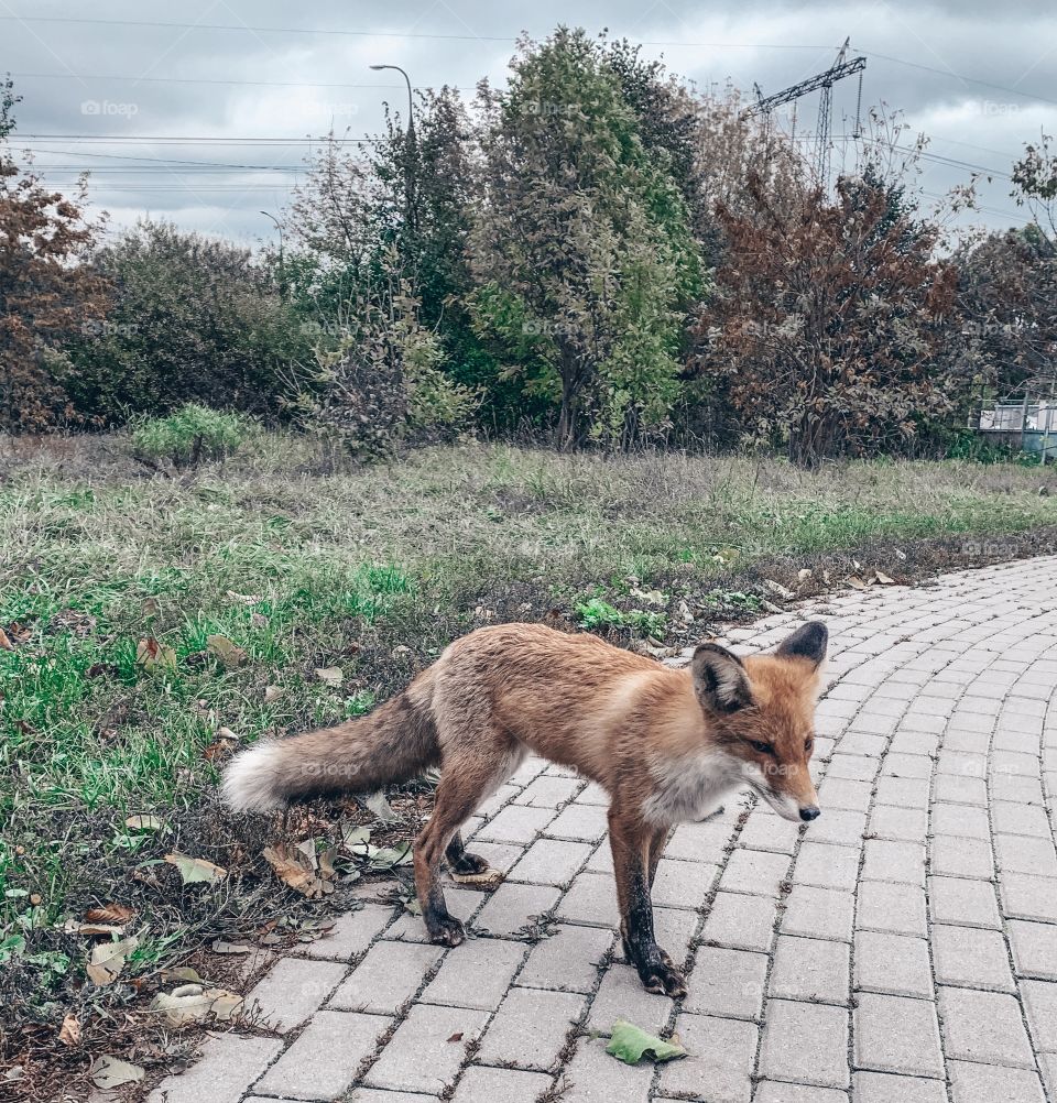Curious fox try to find something delicious 