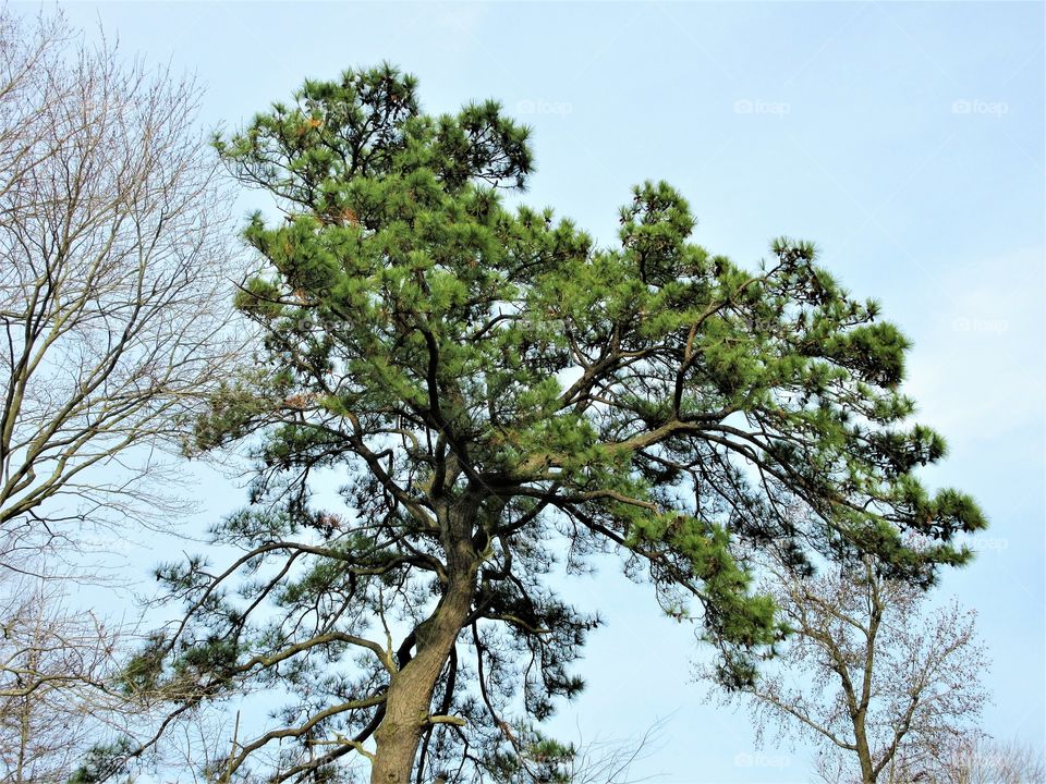 top of long needle pine