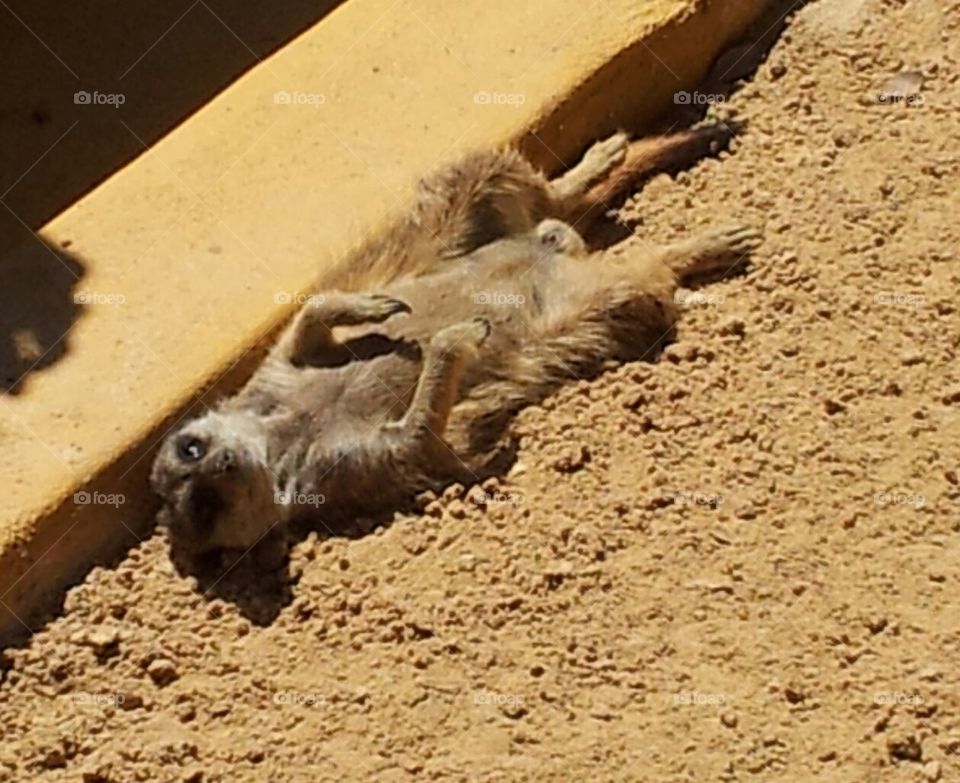 Sunbathing Meerkat