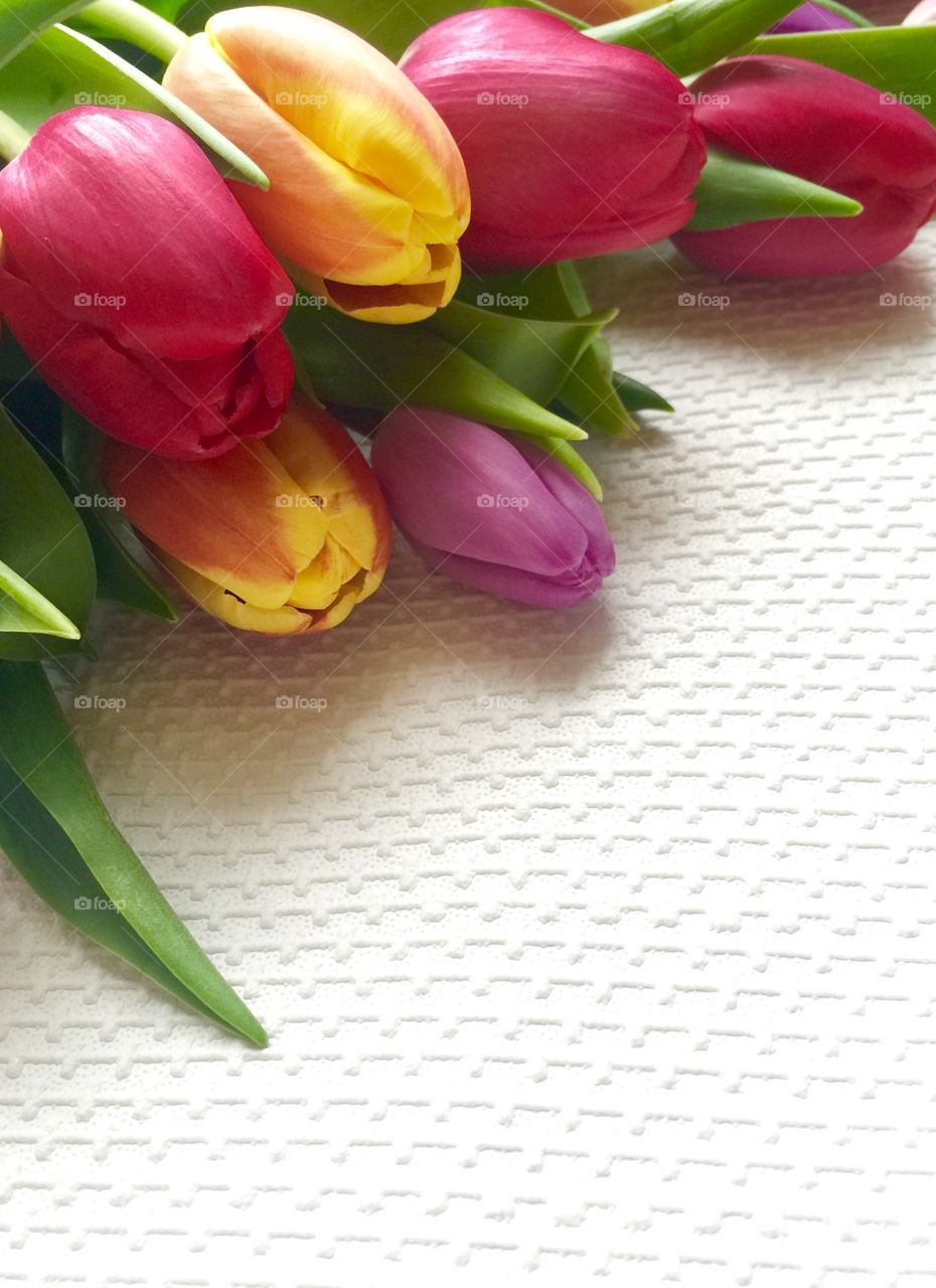 Colourful tulips 