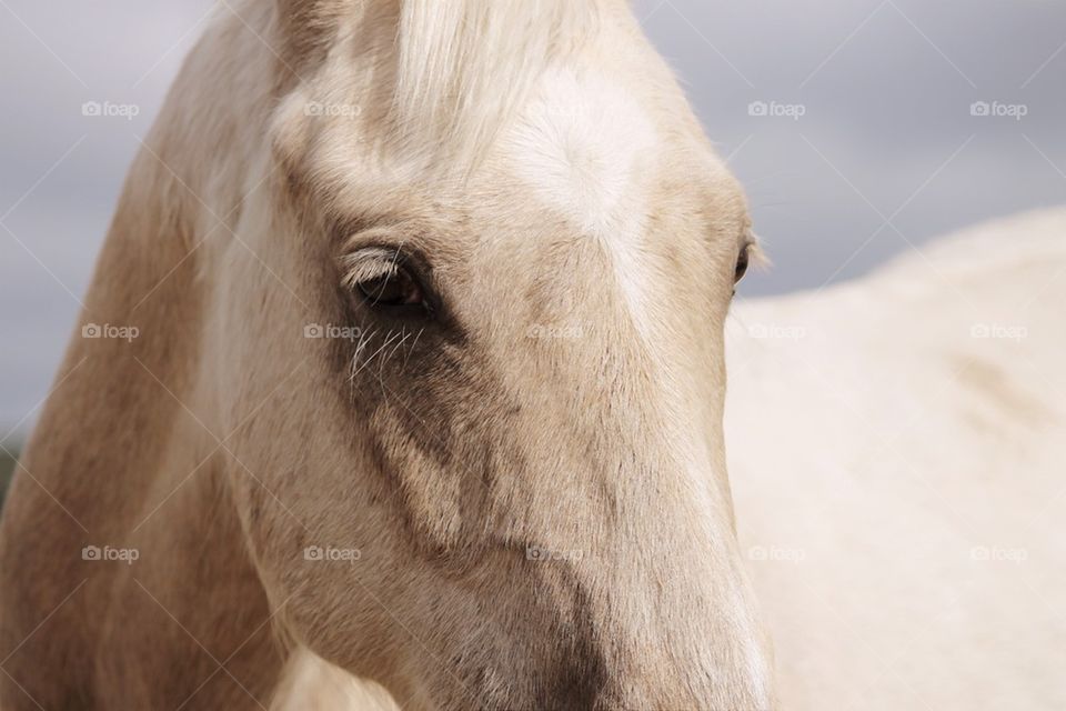 Light brown horse close up