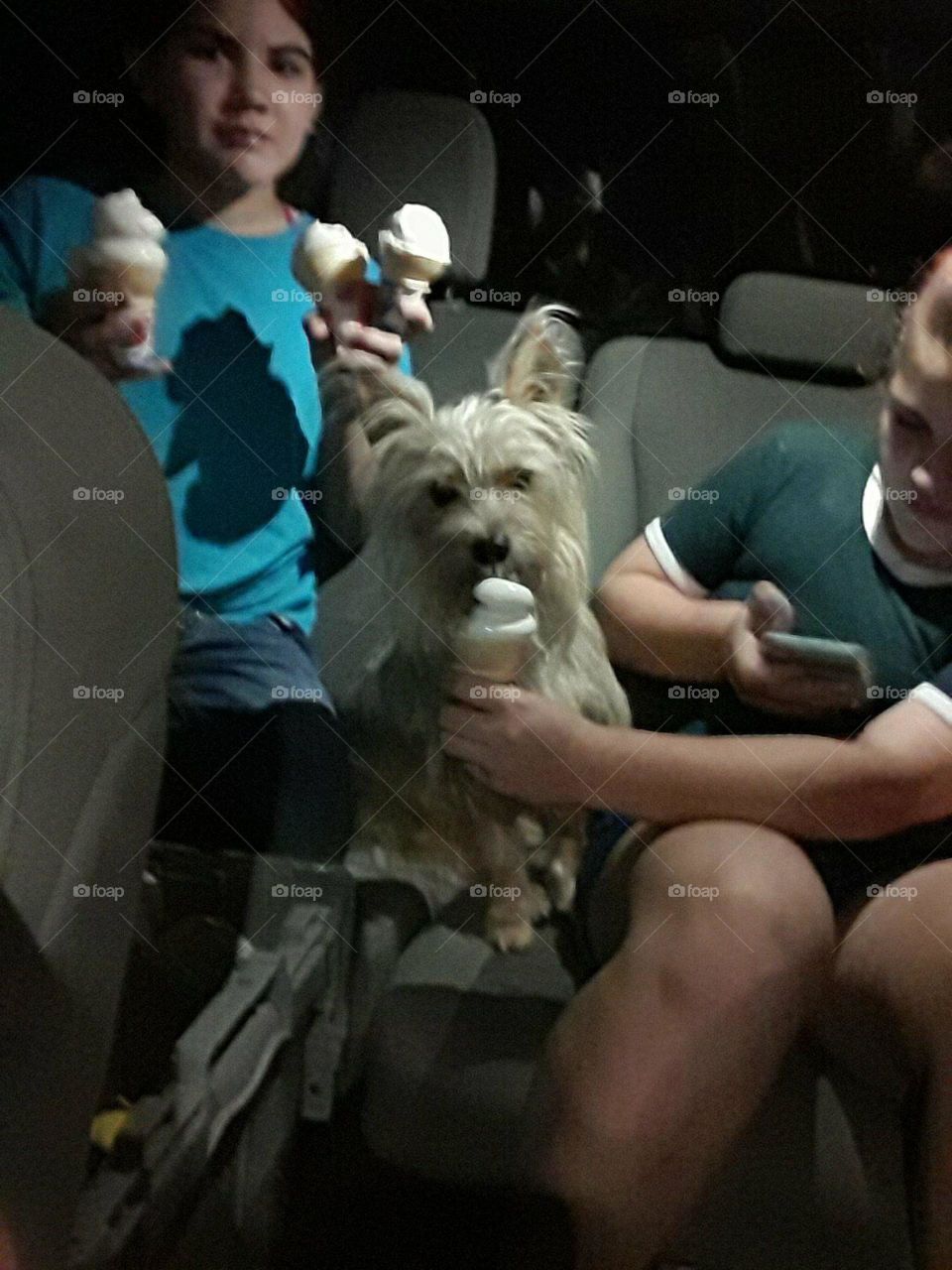puppy eating ice cream
