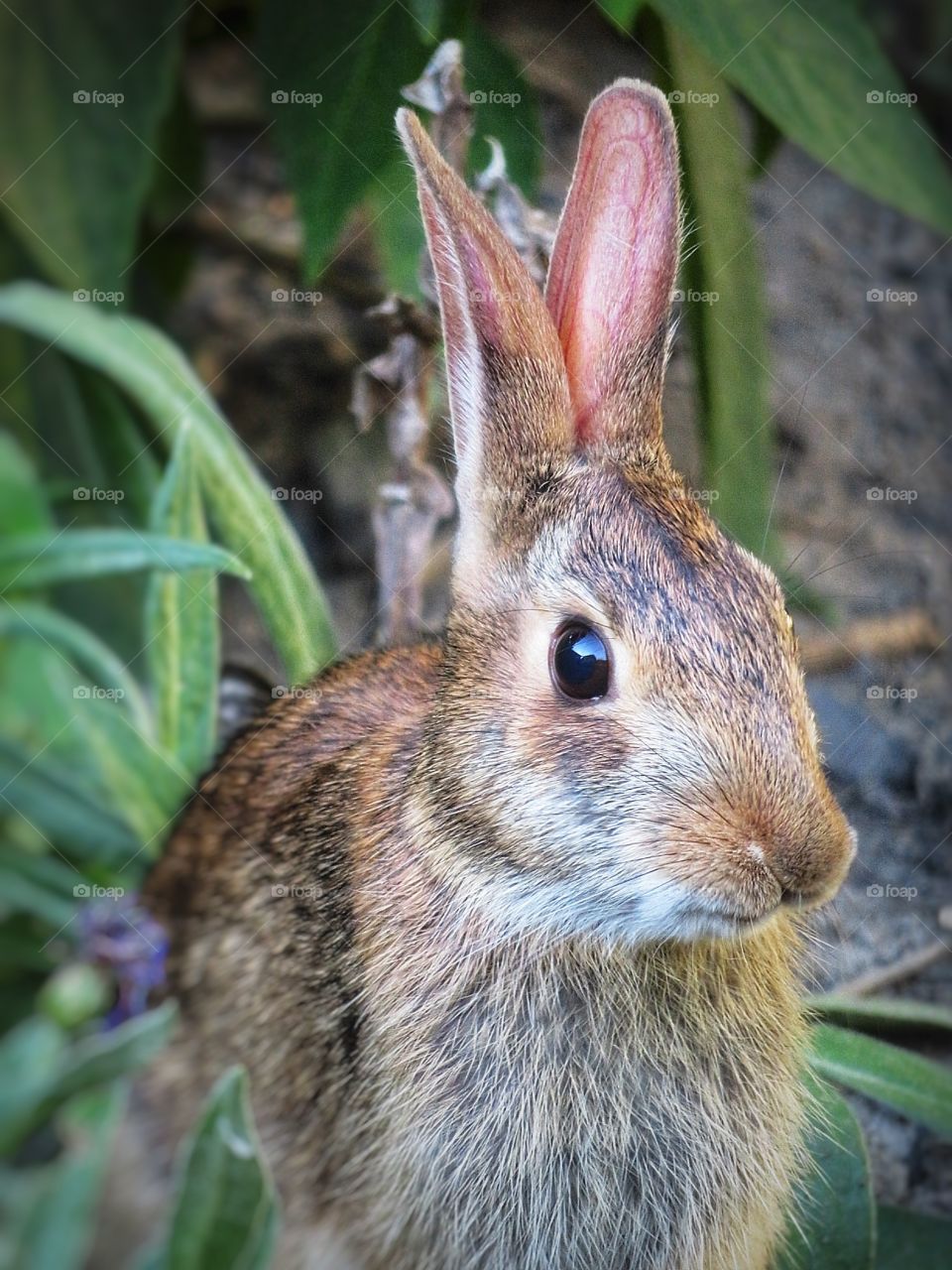 My yard - A regular visitor