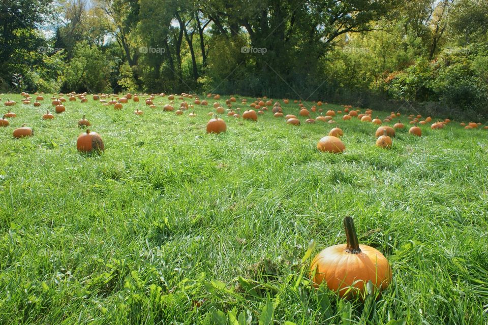 Pumpkin patch . Day at the farm trying to find the perfect pumpkin