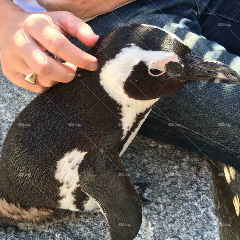 Penguin encounter Maryland zoo