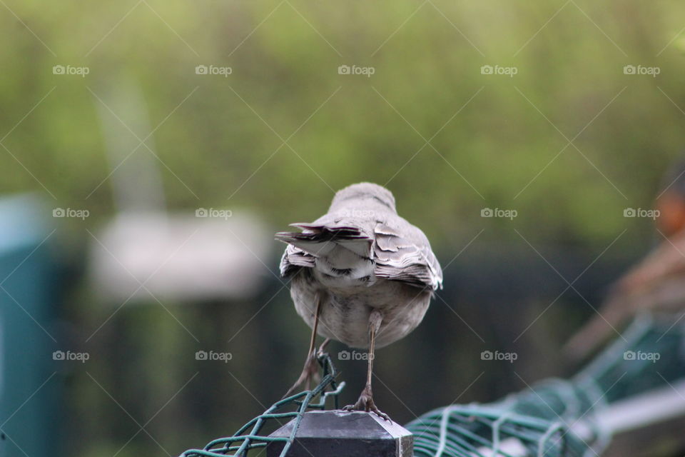Northern mockingbird’s butt 