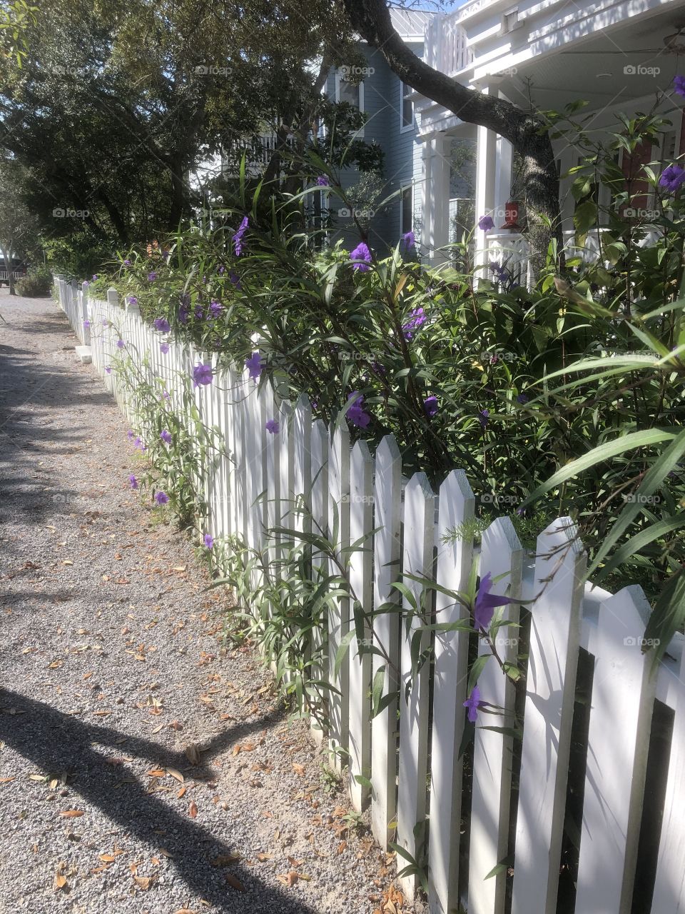 Morning along the path by white picket fence 