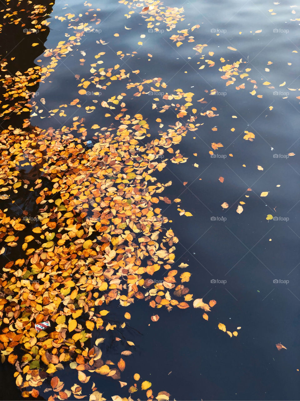 Autumn fall on the water 