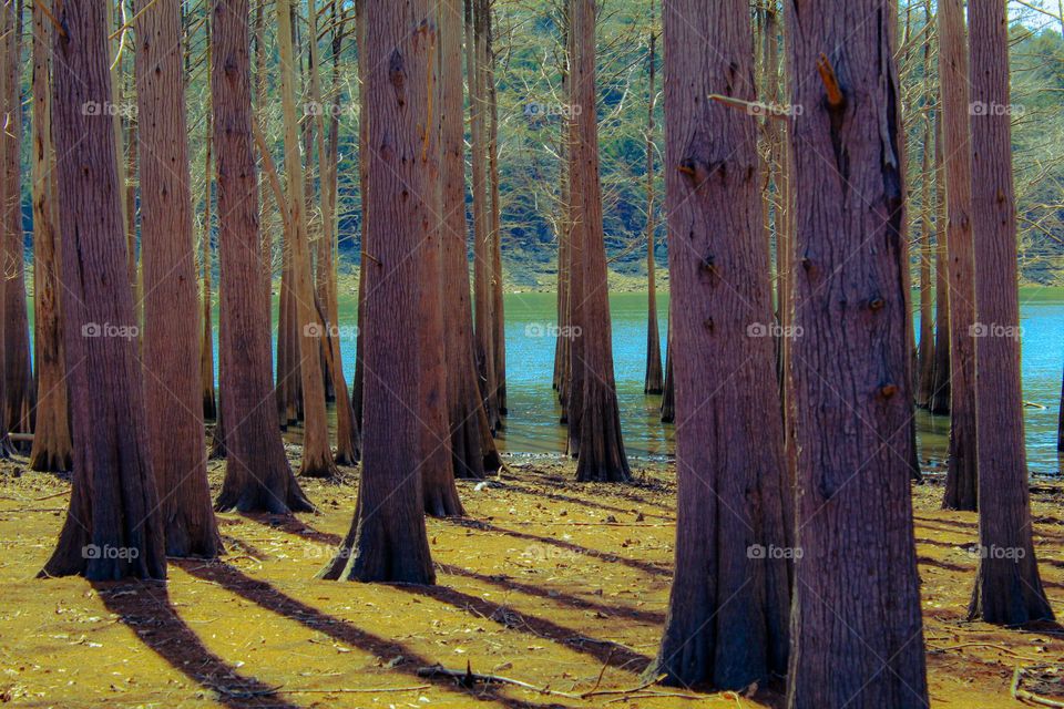 A grove of cypress trees along the banks of a lake with a glimpse of the water in the background. 