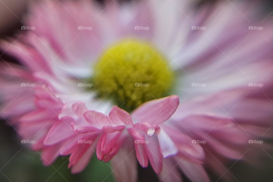 An aspect of a flower