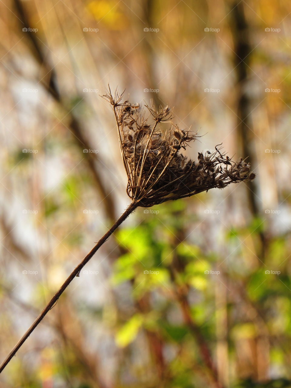 flora