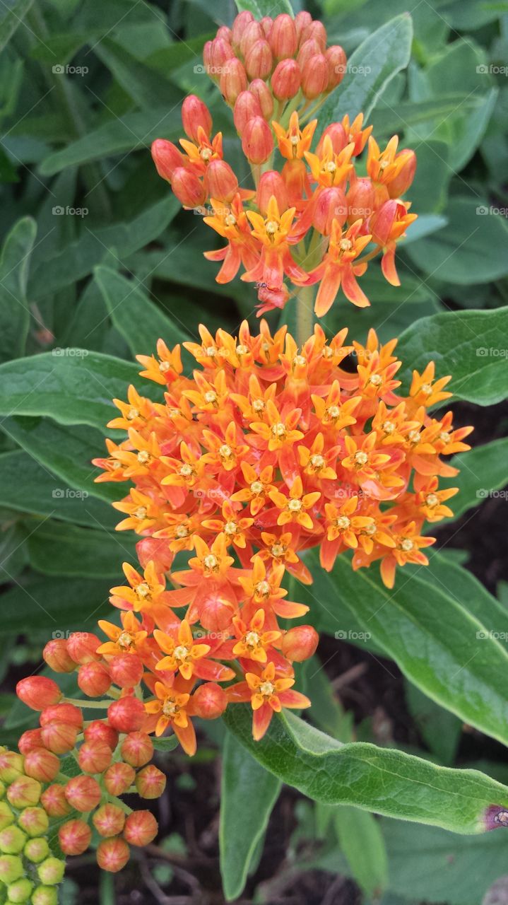 Butterfly Weed