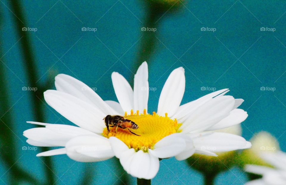 Honeybee pollinating on white flower