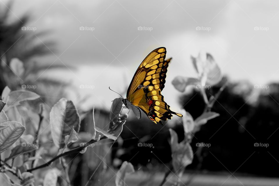 black and white with color butterfly wing