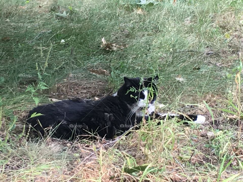 Cat in the grass