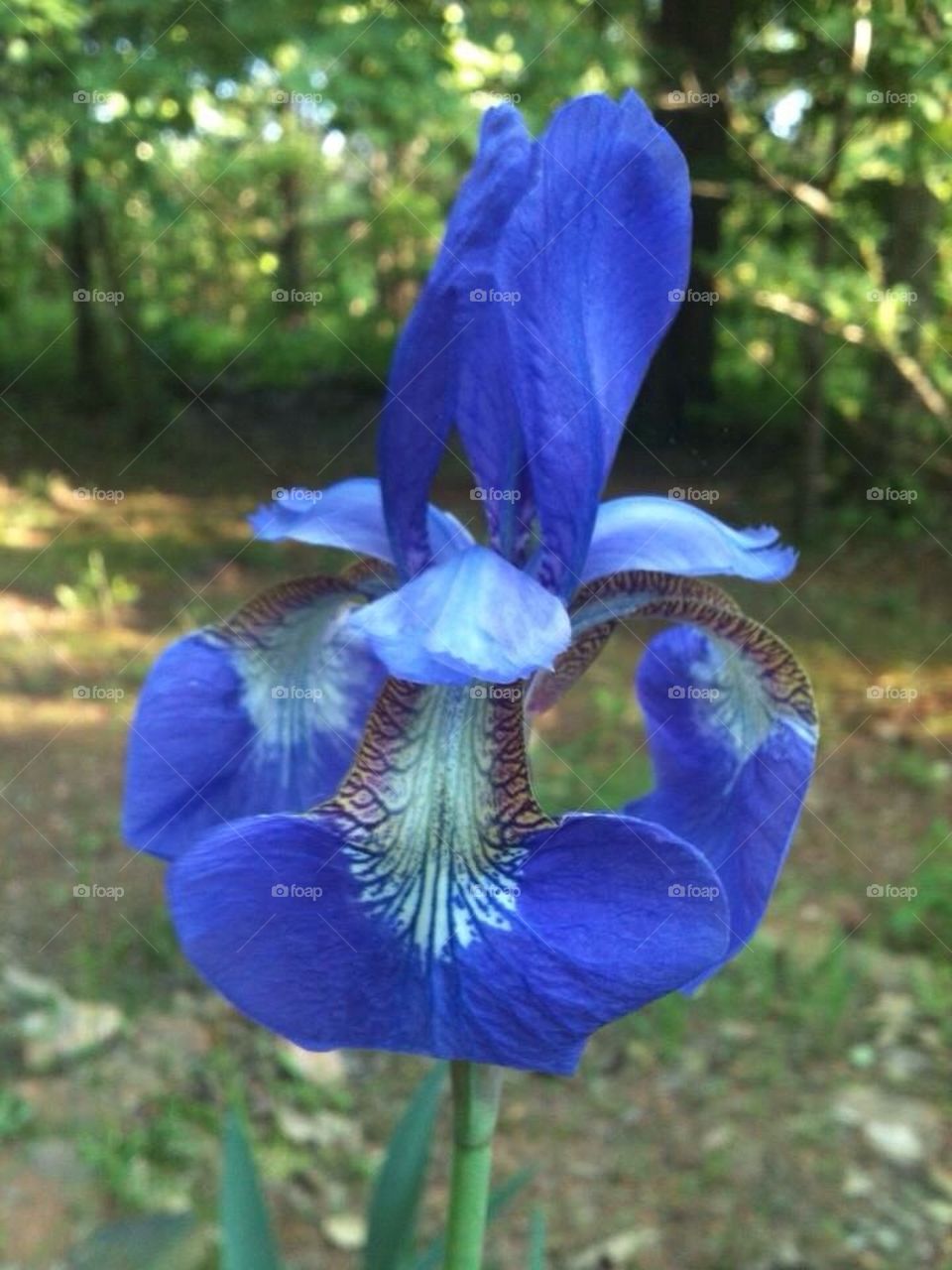Blue iris