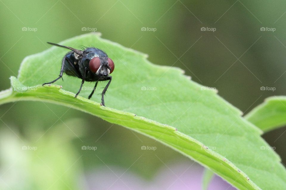 Close up of a fly