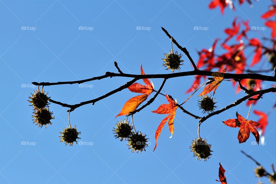 autumn sky in blue.