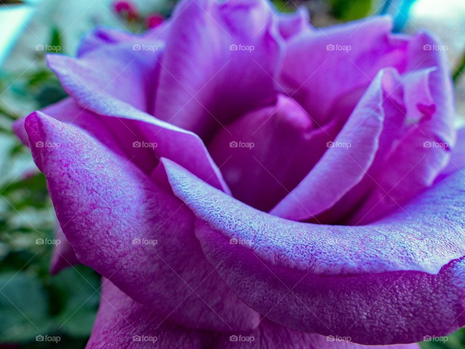 A close up of a purple rose